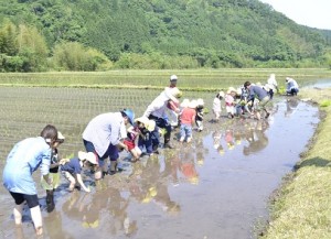 田植え